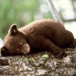 Meet your Posher, Shawn